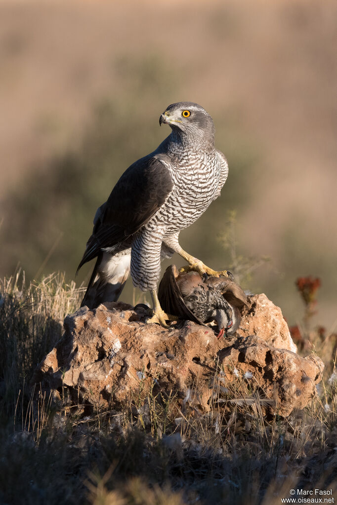 Eurasian Goshawk female adult, identification, feeding habits