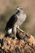 Eurasian Goshawk