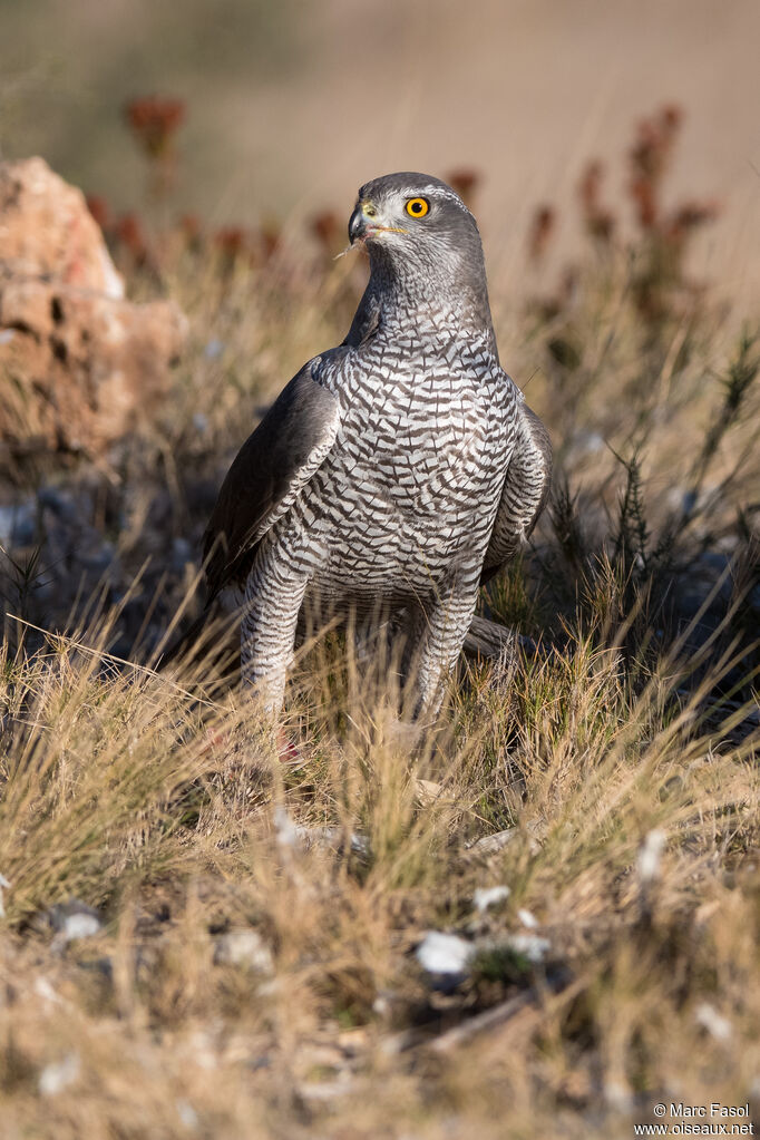 Eurasian Goshawk female adult, identification