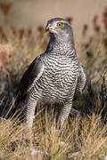 Eurasian Goshawk