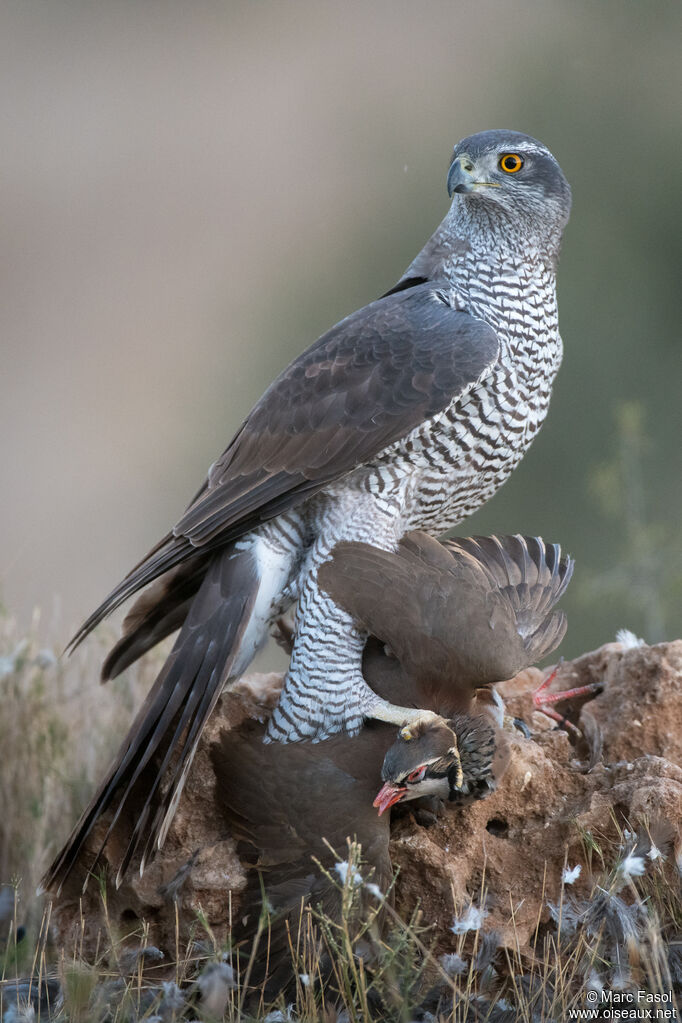 Autour des palombes femelle adulte nuptial, identification, pêche/chasse