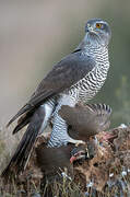 Eurasian Goshawk