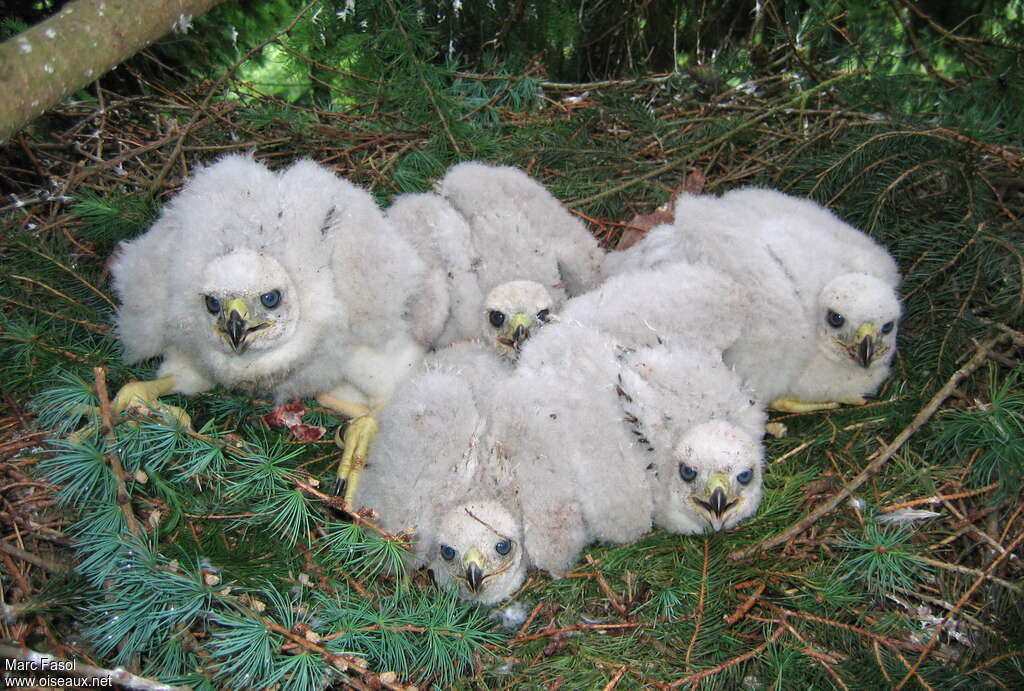 Autour des palombesPoussin, Nidification