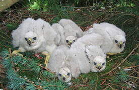 Eurasian Goshawk