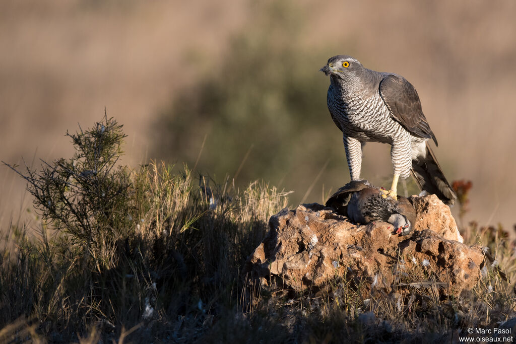 Eurasian Goshawk female adult, identification, eats