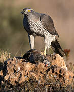 Eurasian Goshawk