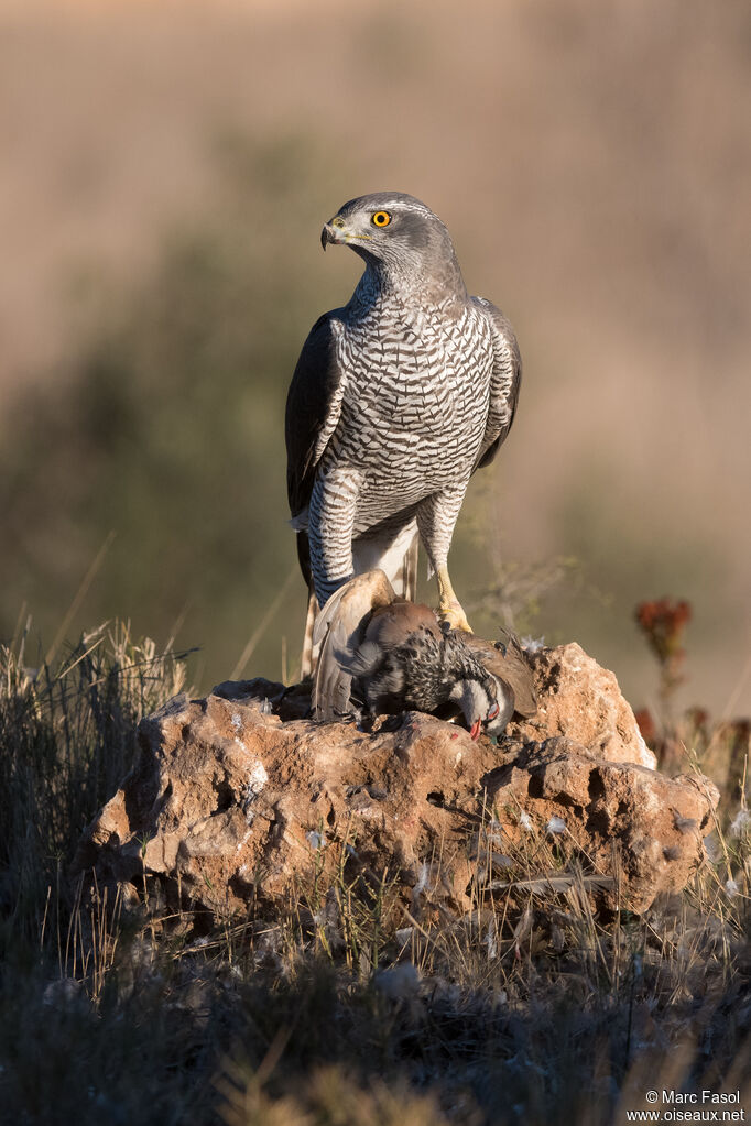 Eurasian Goshawk female adult, identification, fishing/hunting