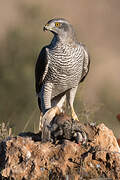 Eurasian Goshawk