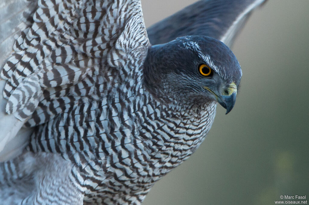 Eurasian Goshawk female adult, close-up portrait