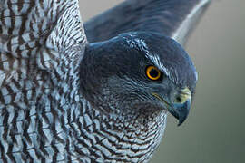 Eurasian Goshawk