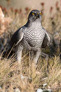 Eurasian Goshawk