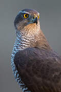 Eurasian Goshawk