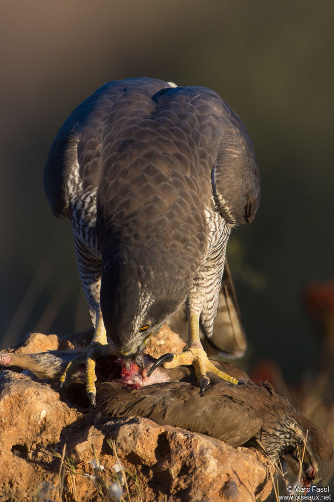 Northern Goshawk female adult, eats