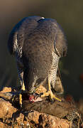 Eurasian Goshawk