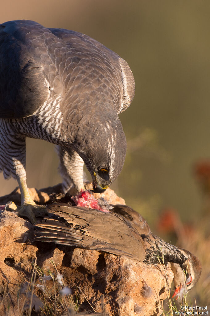 Eurasian Goshawk female adult, eats