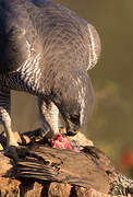 Eurasian Goshawk