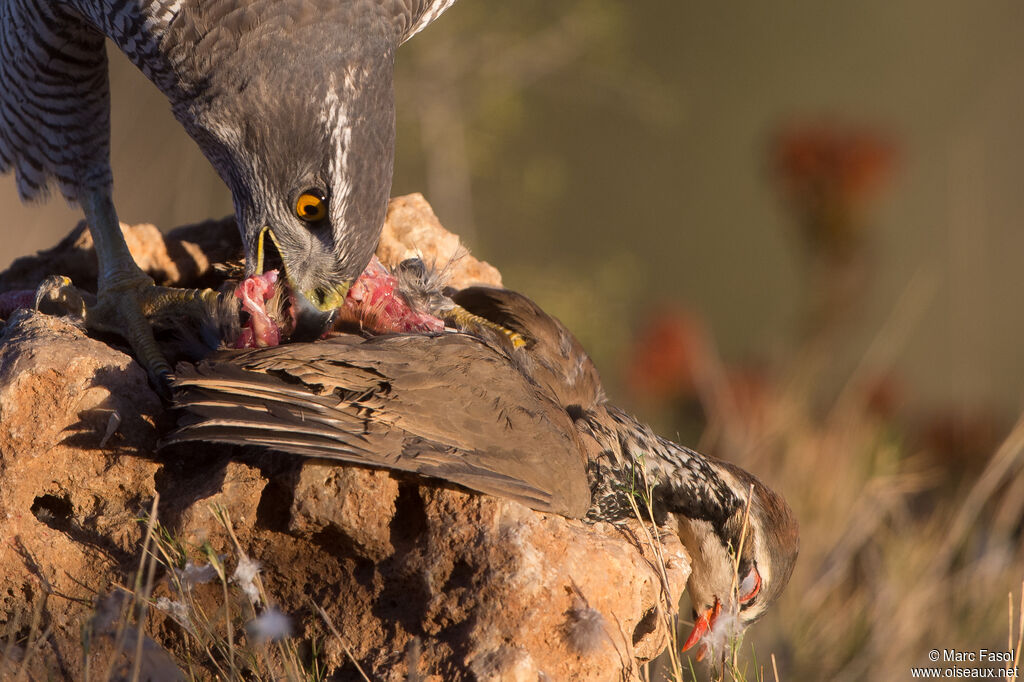 Eurasian Goshawk female adult, identification, eats