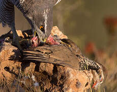 Eurasian Goshawk