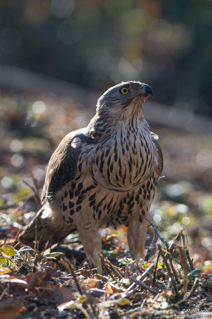 Eurasian Goshawk female immature, close-up portrait