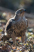 Eurasian Goshawk