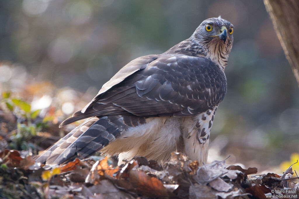 Eurasian Goshawk female immature, identification, eats