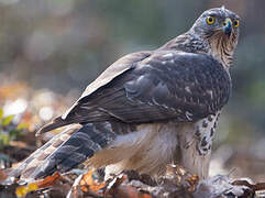 Eurasian Goshawk