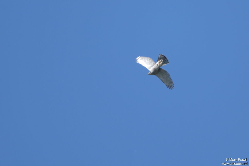 Eurasian Goshawk male adult breeding, Flight