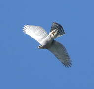 Eurasian Goshawk