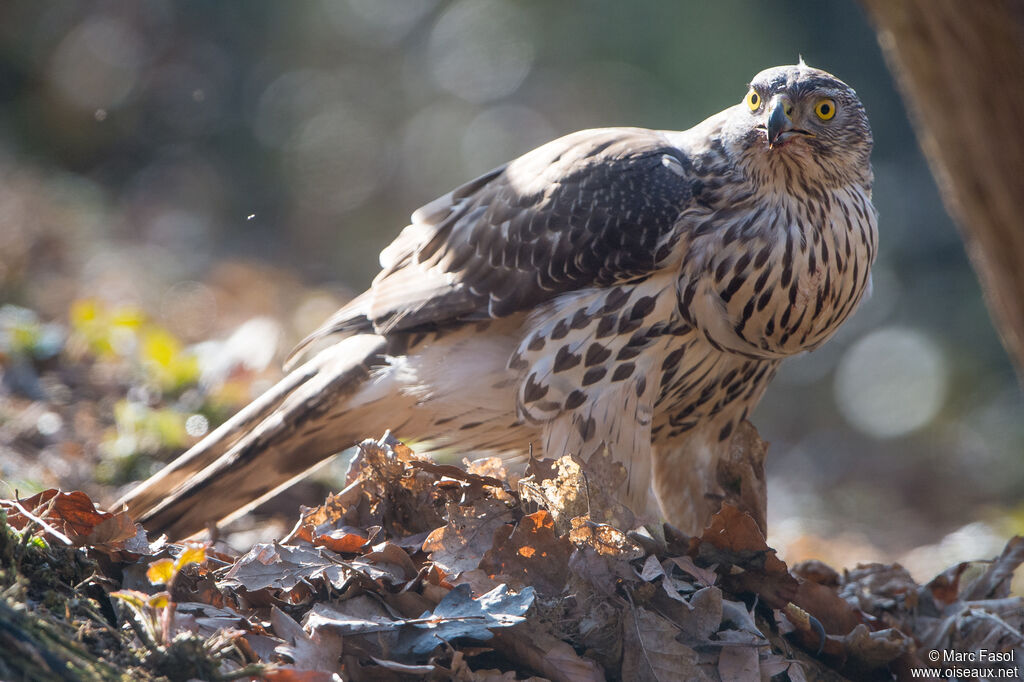 Eurasian Goshawk female, identification, eats