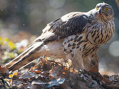 Northern Goshawk