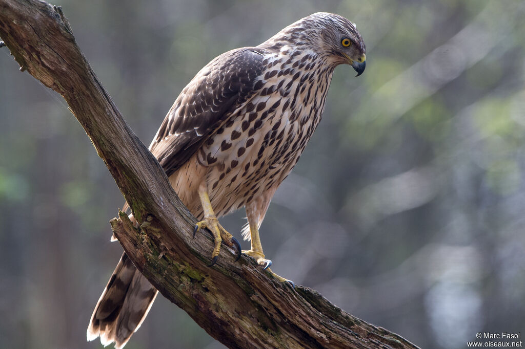 Eurasian Goshawk female, identification