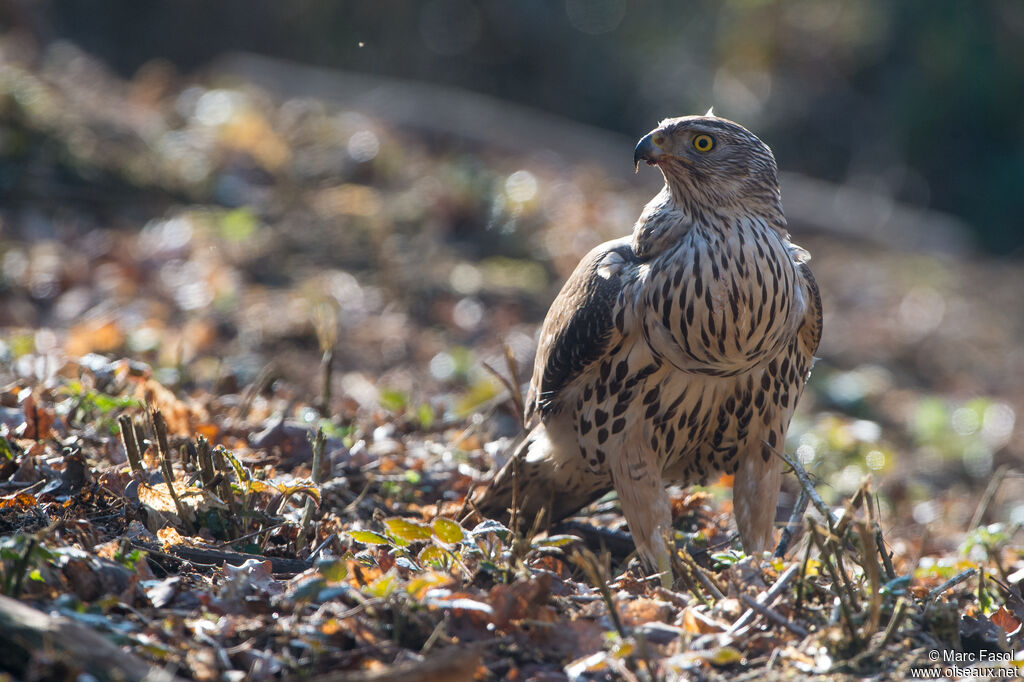 Eurasian Goshawk female immature, identification