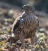 Eurasian Goshawk