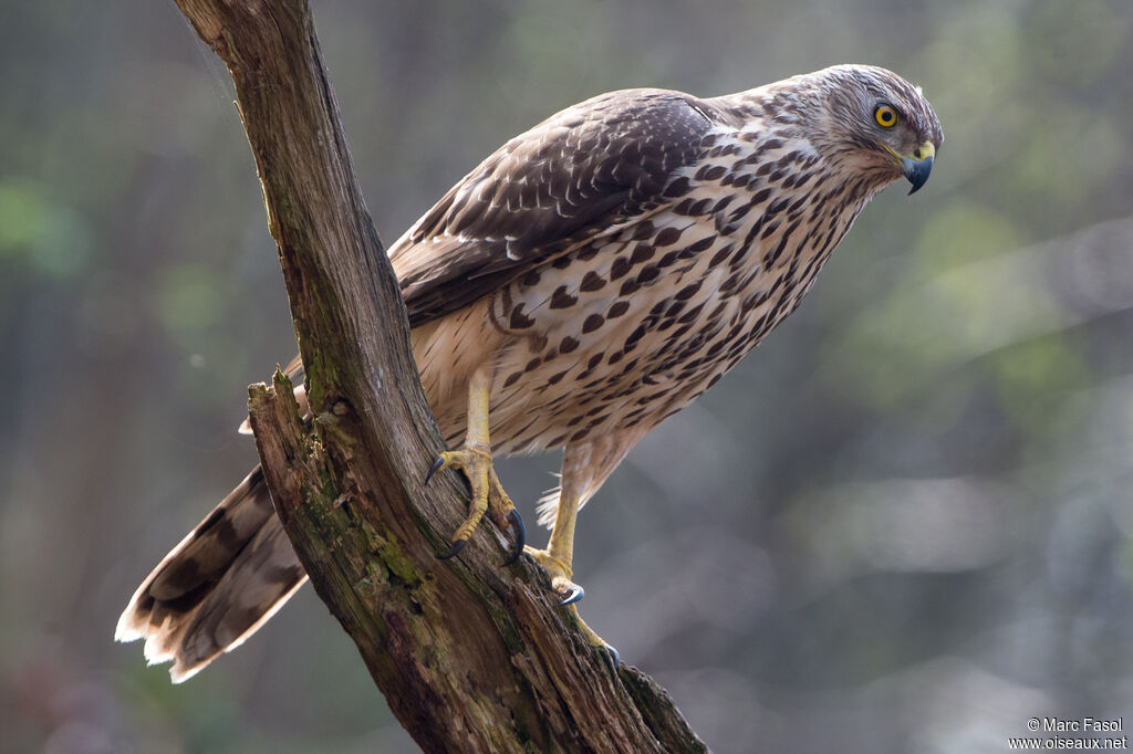 Eurasian Goshawkimmature, identification