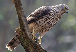 Eurasian Goshawk