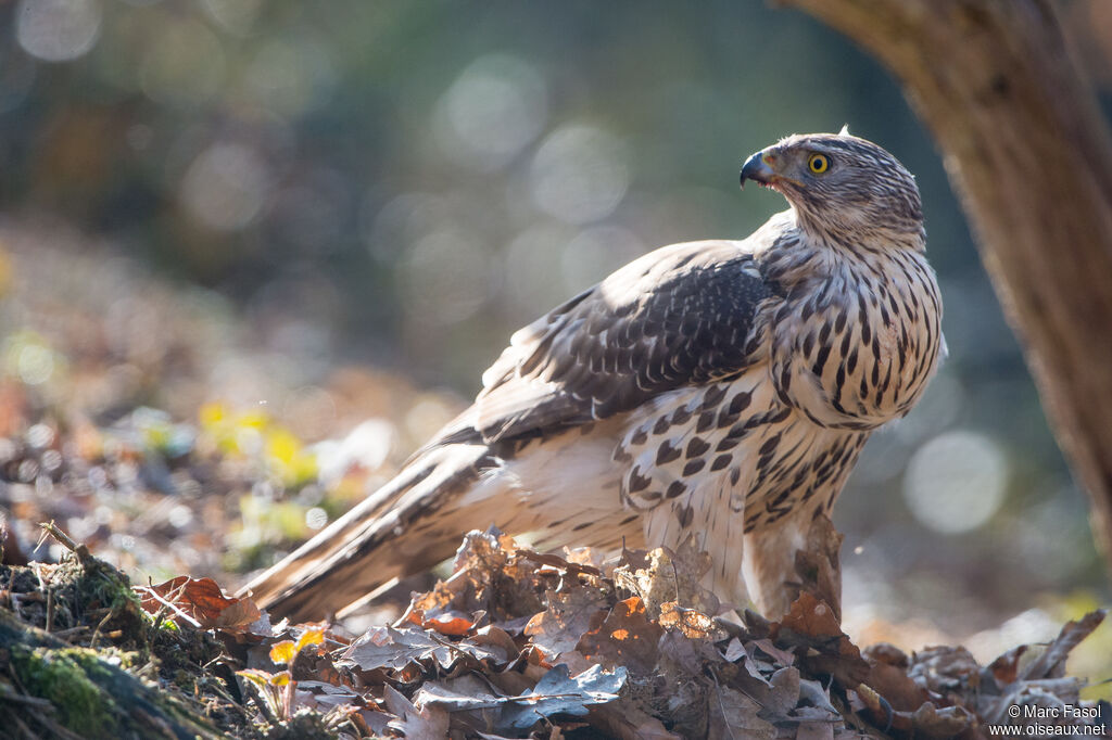 Autour des palombes femelle immature, mange