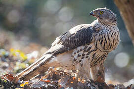 Eurasian Goshawk