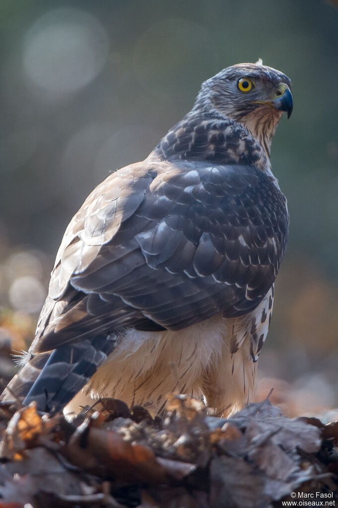 Eurasian Goshawkimmature, identification