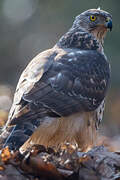 Eurasian Goshawk