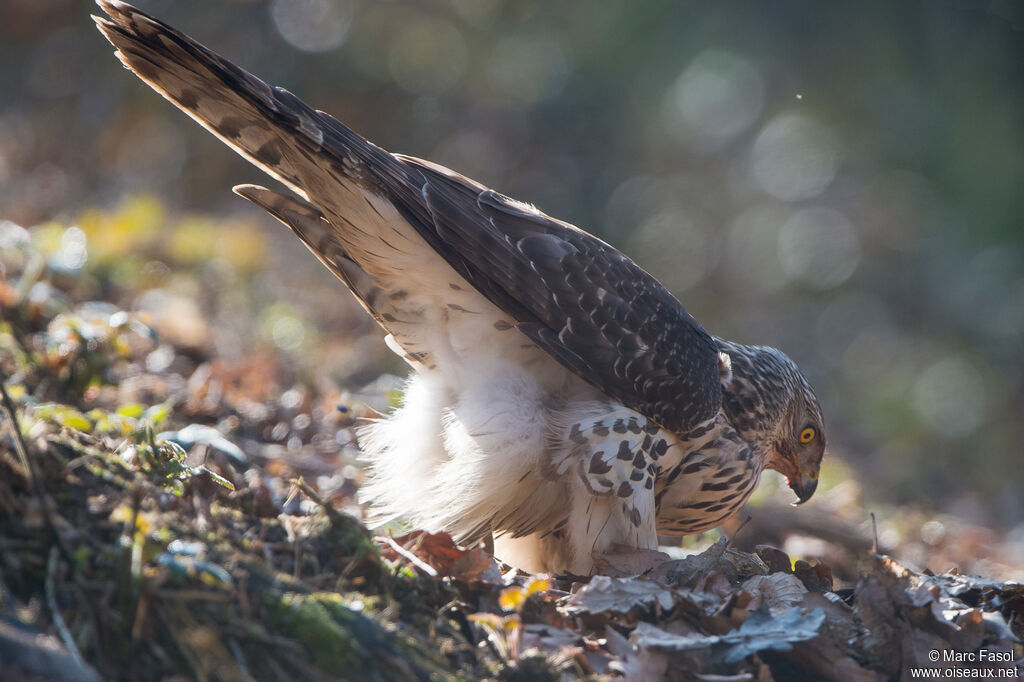 Autour des palombesimmature, identification, mange