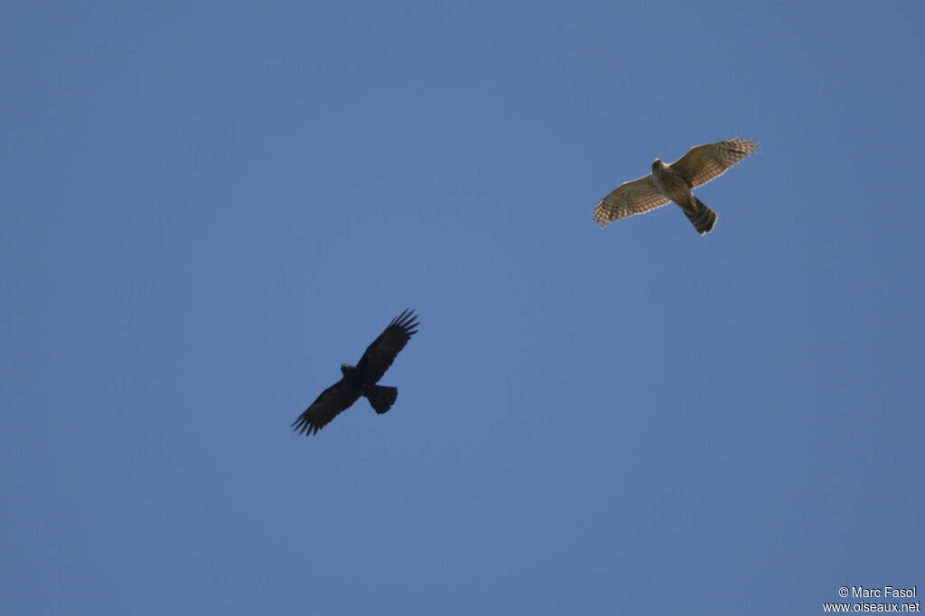 Northern Goshawk female Second year, Flight