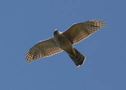 Eurasian Goshawk