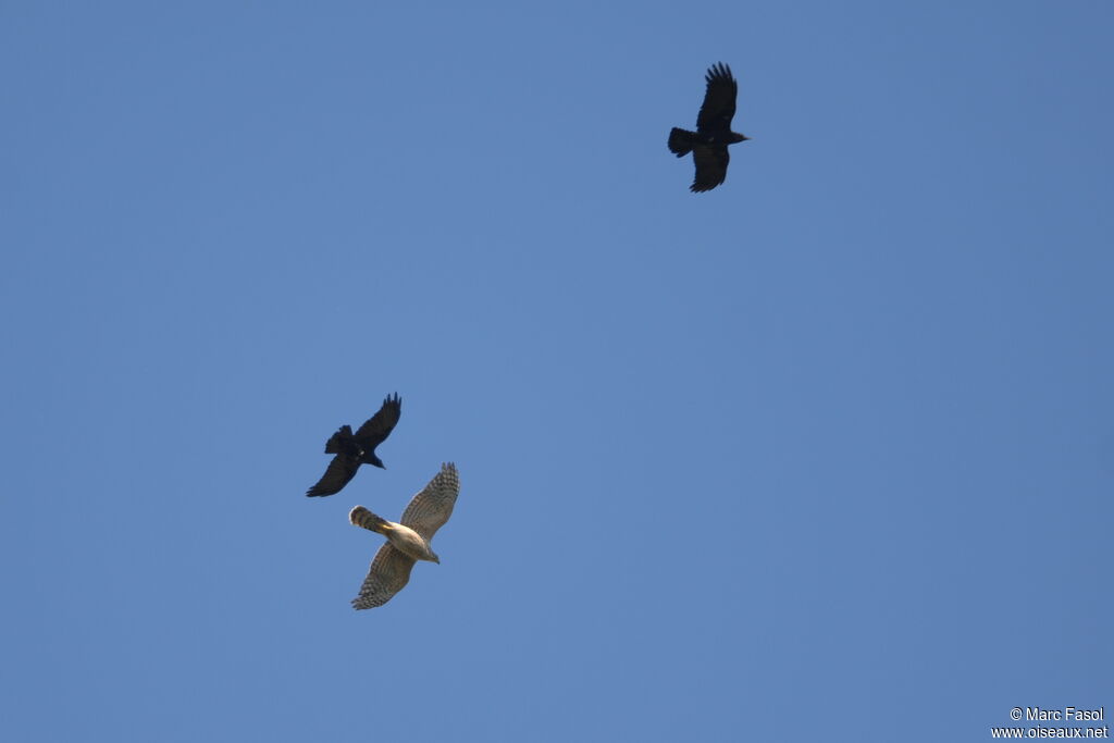 Eurasian Goshawk female Second year, Flight