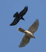 Eurasian Goshawk