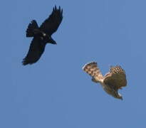 Eurasian Goshawk