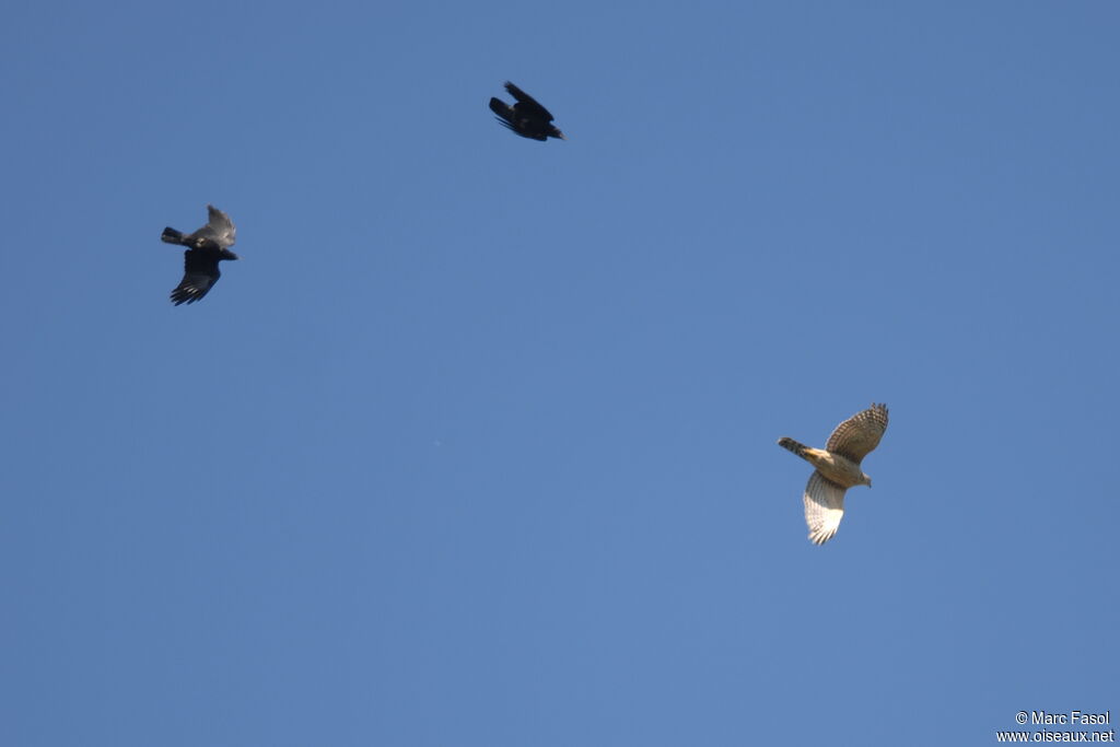 Eurasian Goshawk female Second year, Flight