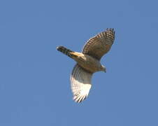 Eurasian Goshawk