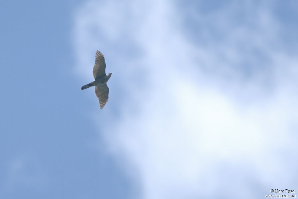 Northern Goshawk male adult breeding, Flight