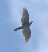 Eurasian Goshawk