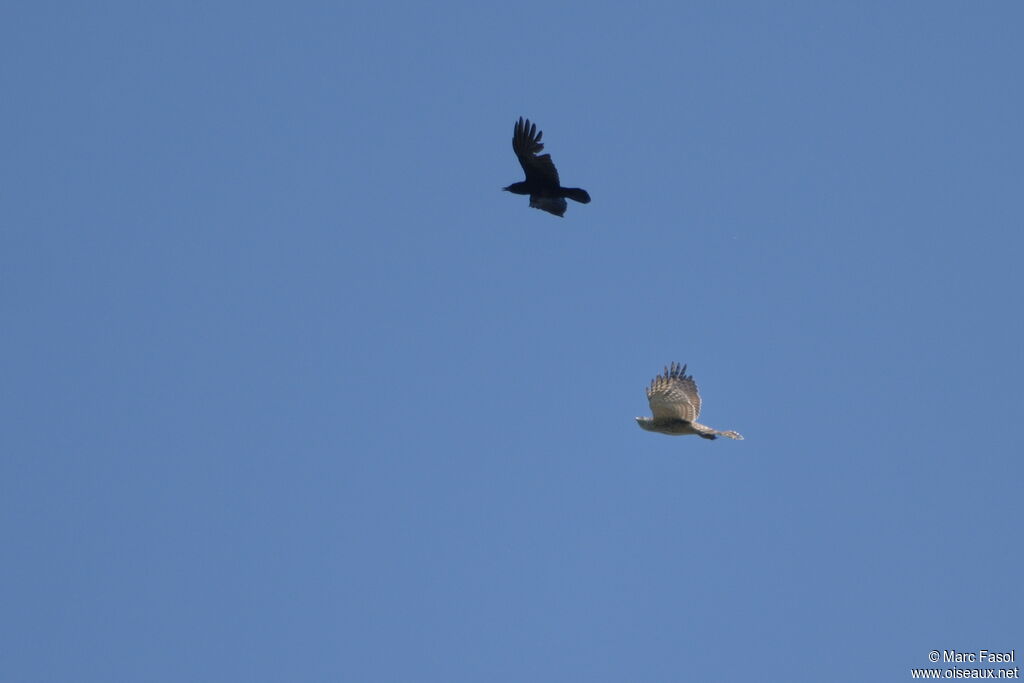 Northern Goshawk female Second year, Flight